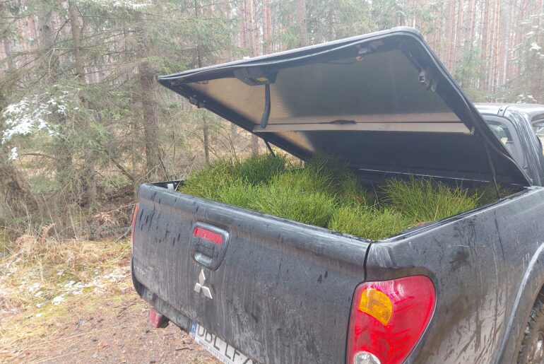 Tną borówkę jak zboże