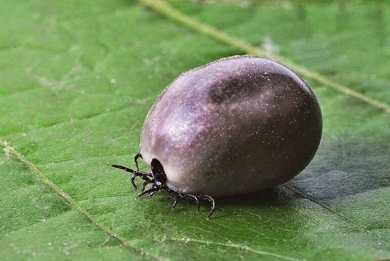 Plaga kleszczy w karkonoskich lasach