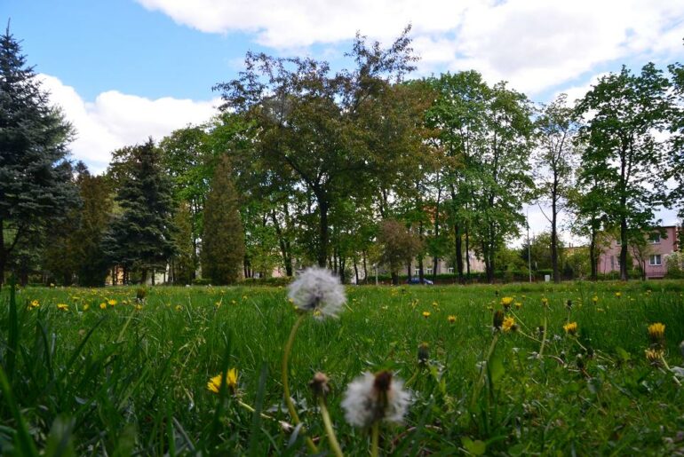 Jelenia Góra mniej koszona