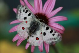 Powrót pięknego motyla