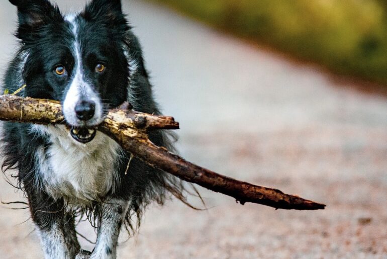 Jak pan Andrzej uratował  „psa z lodu”