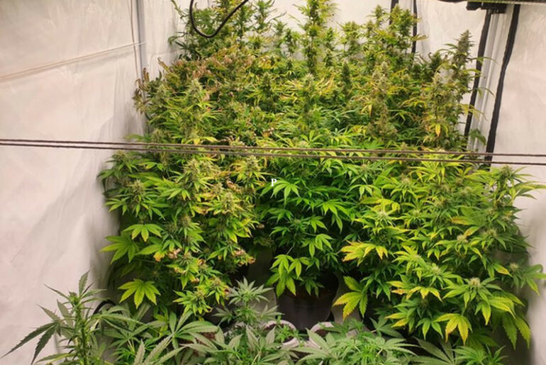 Kilogram narkotyków nie trafi na rynek