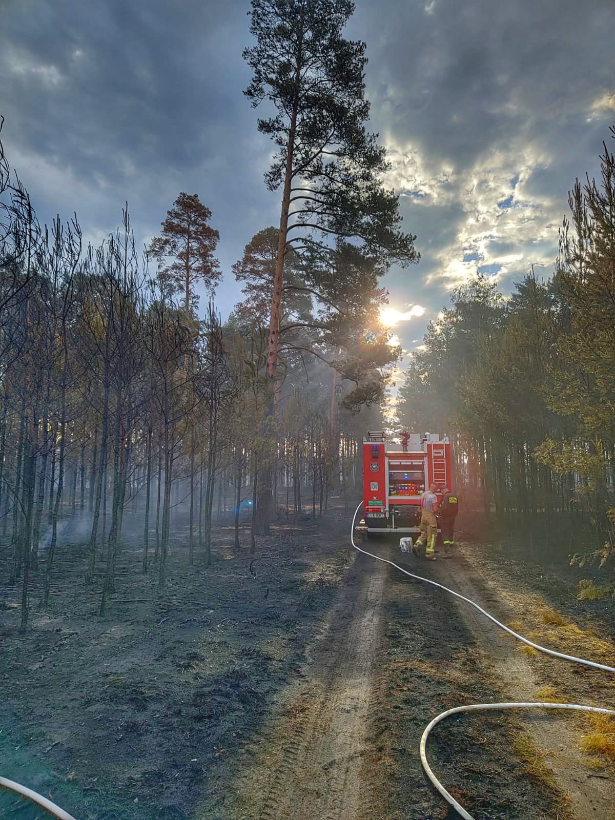 Płonęły lasy w powiecie zgorzeleckim. Spłonęło ponad 80 hektarów!